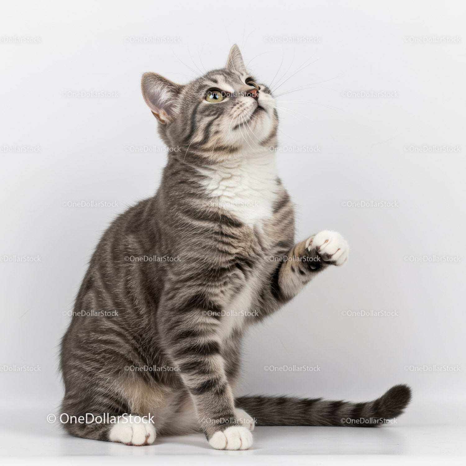 Playful gray tabby cat raising paw against white background