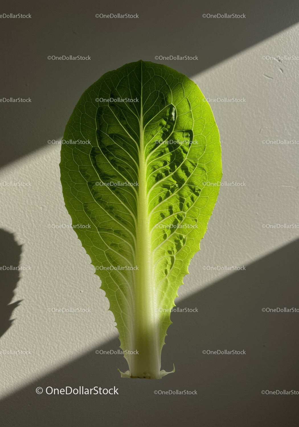 Fresh green lettuce leaf with sunlight shadows