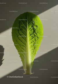 Fresh green lettuce leaf with sunlight shadows