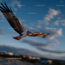 Majestic Bird in Flight Over Blue Sky with Clouds