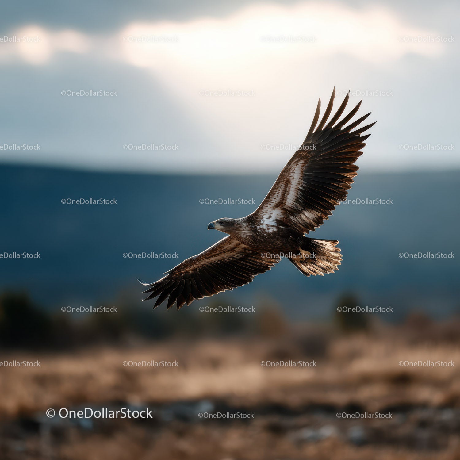 Majestic Golden Eagle in Flight Over Mountain Landscape
