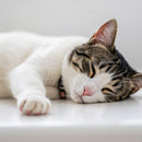 Peaceful tabby cat sleeping comfortably indoors