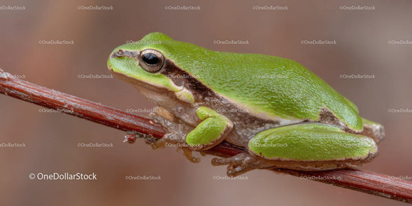 Vibrant Green Frog Resting on Branch in Natural Habitat
