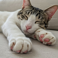 Sleeping tabby cat stretching paws on soft surface