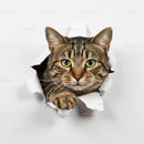 Curious tabby cat peeking through torn paper background