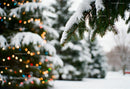 Snow-covered pine branches with blurred Christmas lights