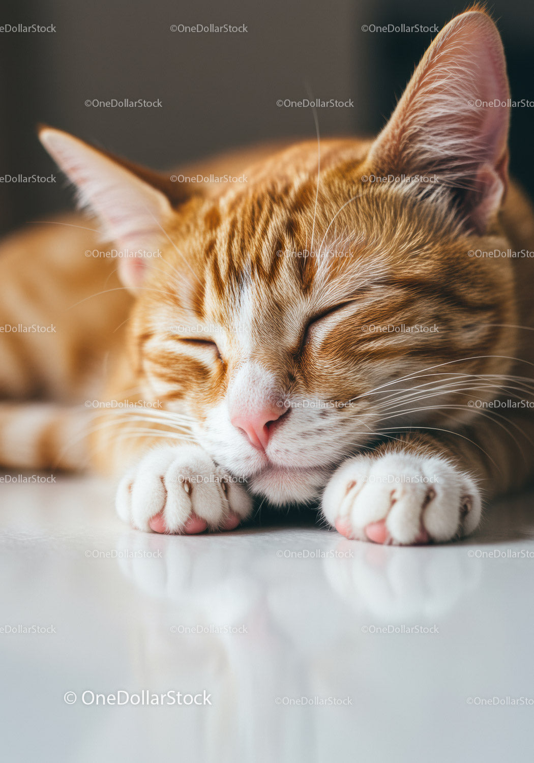 Sleeping orange tabby cat resting peacefully indoors