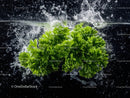 Fresh parsley herb leaves with water splash in vibrant natural setting