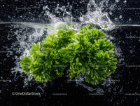 Fresh parsley herb leaves with water splash in vibrant natural setting