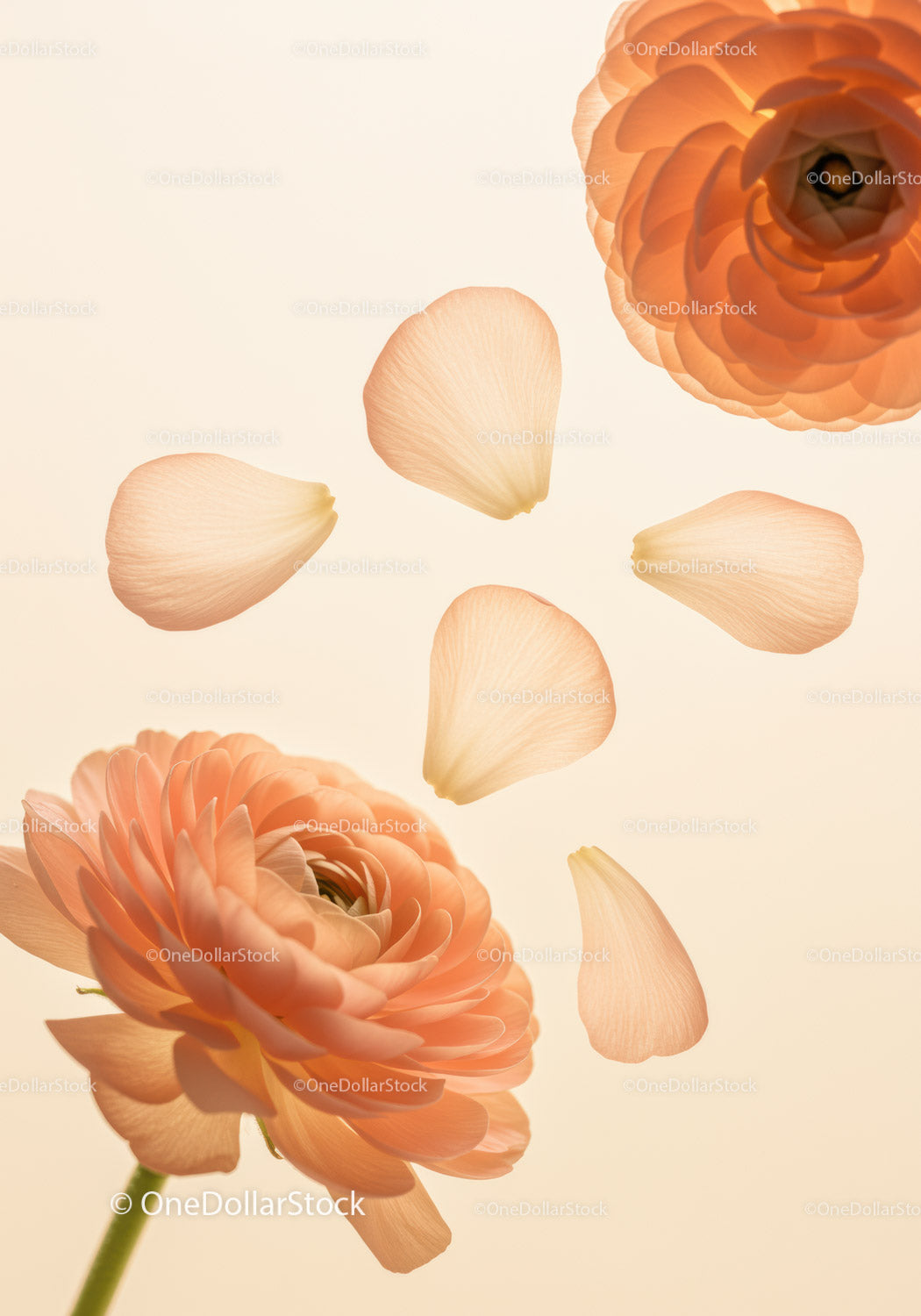 Soft peach ranunculus blooms with floating petals