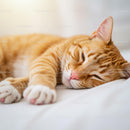Relaxed ginger cat resting comfortably on white bedding