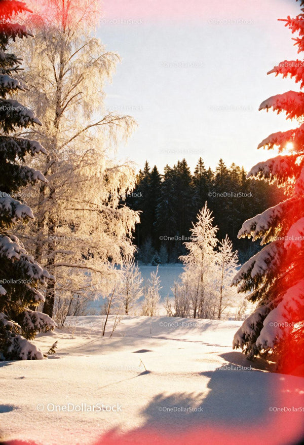 Sunlit winter forest with snow-covered trees and frost