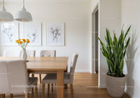Bright Modern Dining Room with Large Snake Plant and Floral Artwork