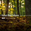 Forest Glow Autumn Lightroom presets cover preview