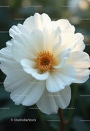 Elegant White Peony Bloom with Vibrant Orange Stamens