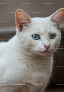 Closeup of white cat with striking blue eyes