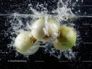 Fresh Garlic Bulb Splashing in Water with Dynamic Droplets