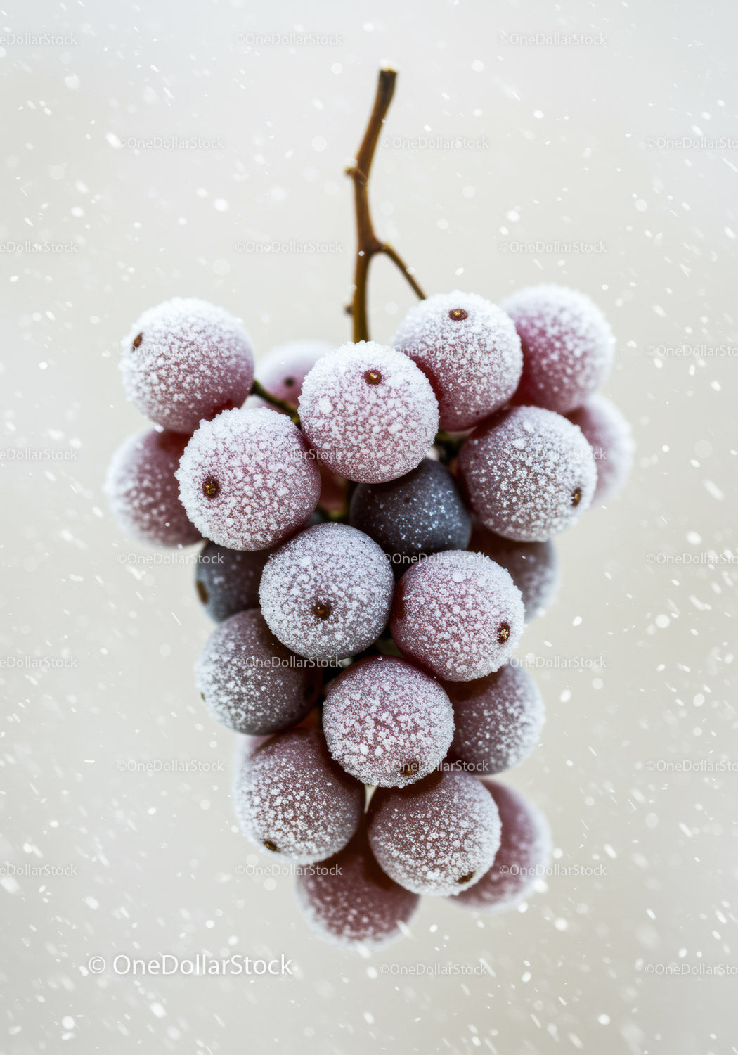 Frosted Red Grapes on Vine with Snowflakes