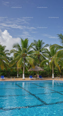 Tropical Palm Trees and Outdoor Pool Scene with Blue Sky