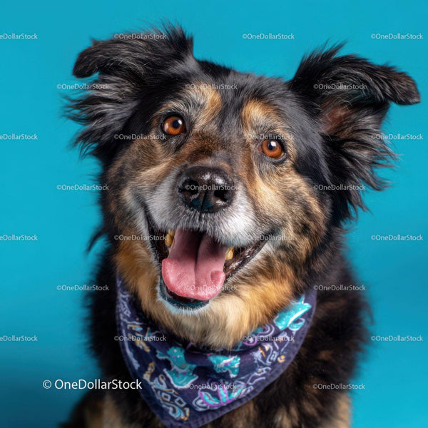 Szczęśliwy Australian Shepherd z Kolorową Bandaną w Zabawnym Nastroju