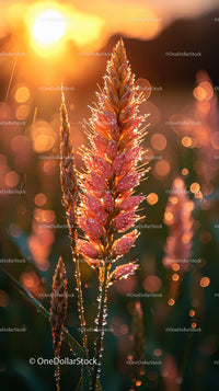 Red and Orange Dried Grass with Dew Drops in Sunset Light