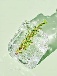 Fresh herb encased in melting ice cube on light surface