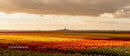 Colorful Tulip Fields Under a Moody Sky at Sunset