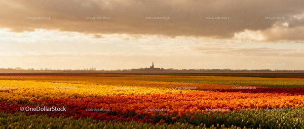 Colorful Tulip Fields Under a Moody Sky at Sunset