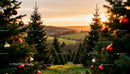 Sunset over Christmas tree farm with festive decorations