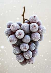 Frozen purple grape cluster with frost crystals