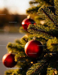 Red baubles hanging on green pine branches at sunset