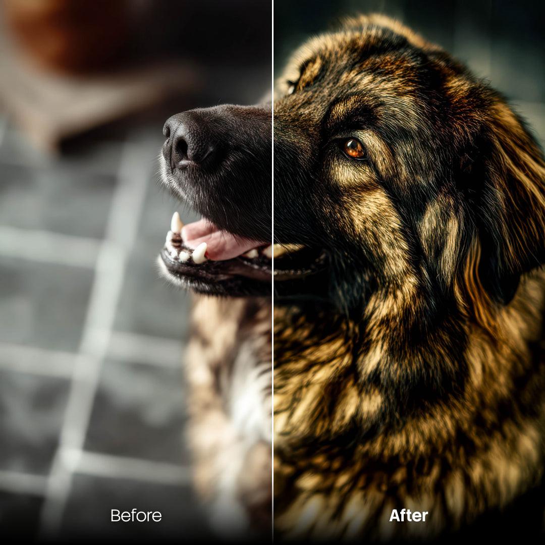 Sweet Pets XMP presets color grading preview