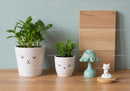 Cute Succulent and Plant Pots Decor Set with Wooden Background