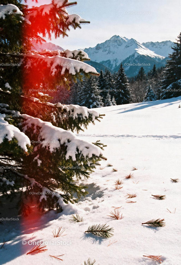 Snow-covered pine branches near winter mountain landscape