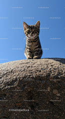 Curious tabby kitten perched on a rocky surface outdoors