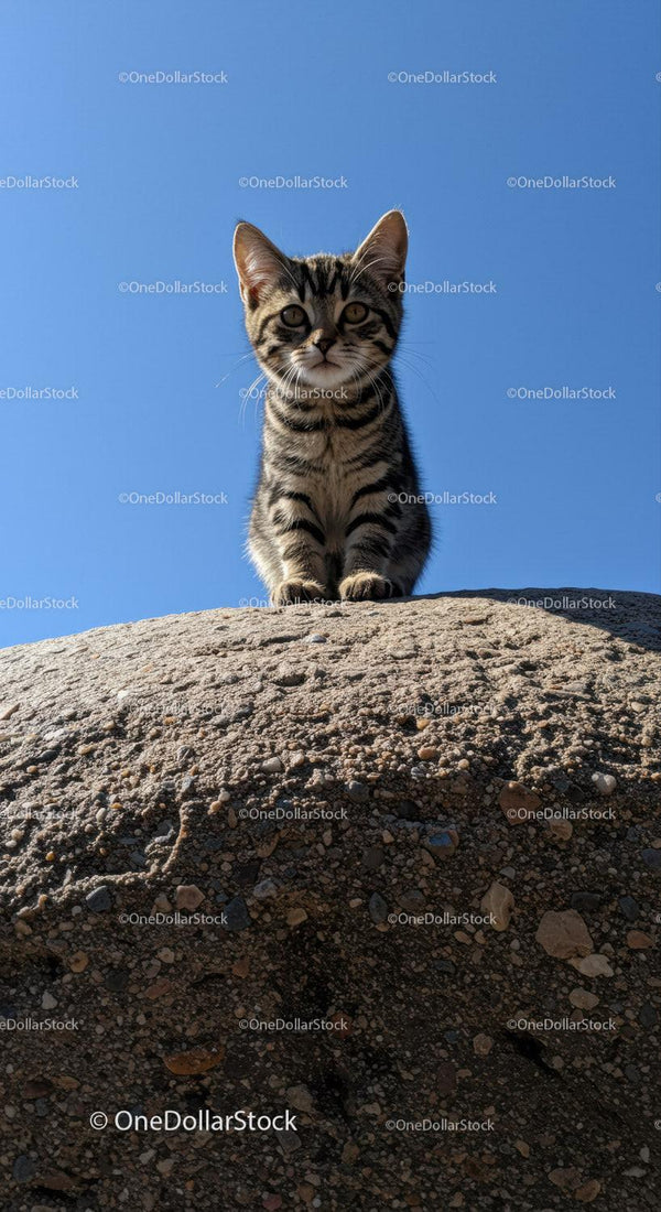 Curious tabby kitten perched on a rocky surface outdoors