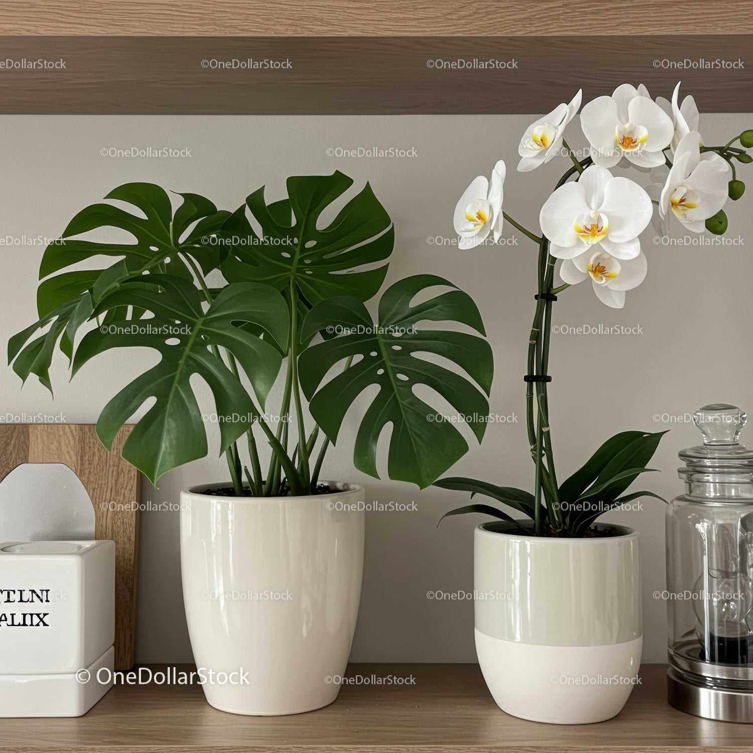 Elegant Monstera and Orchid Potted Plants for Stylish Interior Decor