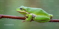 Close-up of a Green Frog Resting on a Branch in Natural Habitat