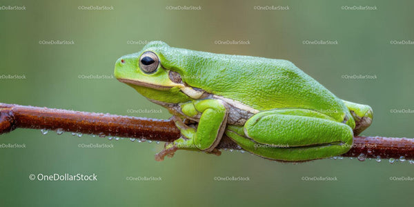 Close-up of a Green Frog Resting on a Branch in Natural Habitat