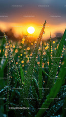 Dewy Grass at Sunrise Over Lush Green Field