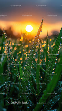 Dewy Grass at Sunrise Over Lush Green Field