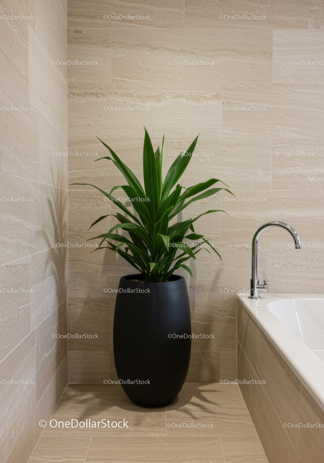 Elegant Indoor Green Plant in Sleek Black Pot for Modern Home Decor