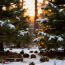 Snowy pine cones scattered in sunlit forest clearing