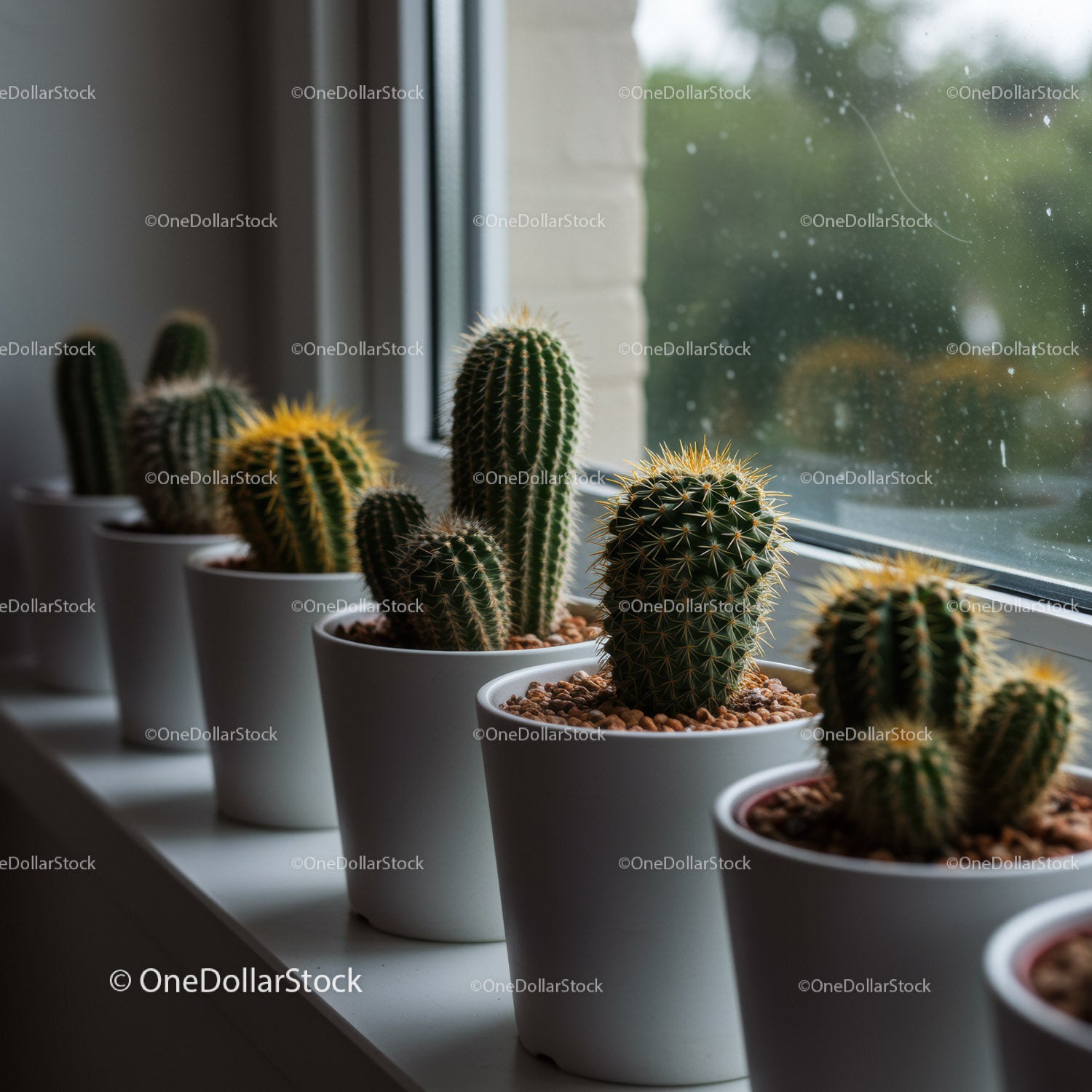 Variety of Cacti in White Pots on Windowsill with Natural Light