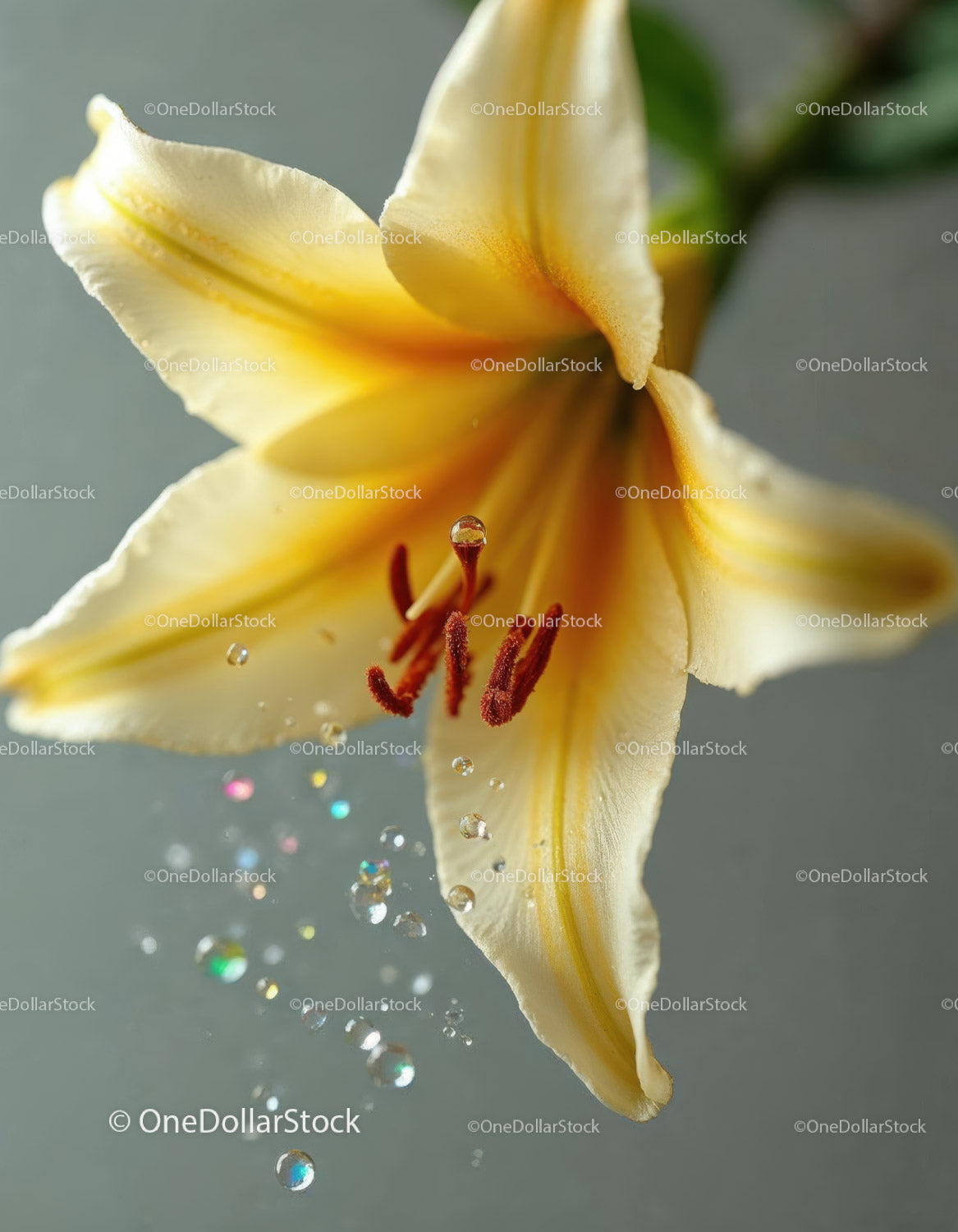 Close-up of a Yellow Lily Blossom with Pollen and Delicate Petals