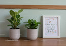 Green Foliage of Houseplants in Stylish Pots on Wooden Shelf