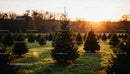 Christmas tree farm with glowing sunset light