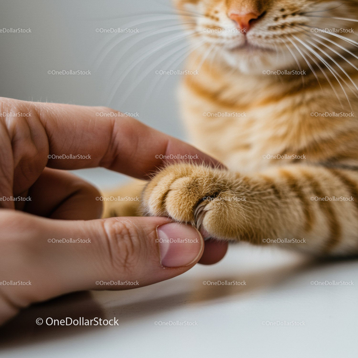 Gentle touch of hand holding cat paw close up