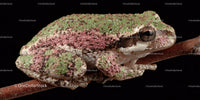 Colorful Poison Dart Frog on Branch in Close-Up Nature Scene