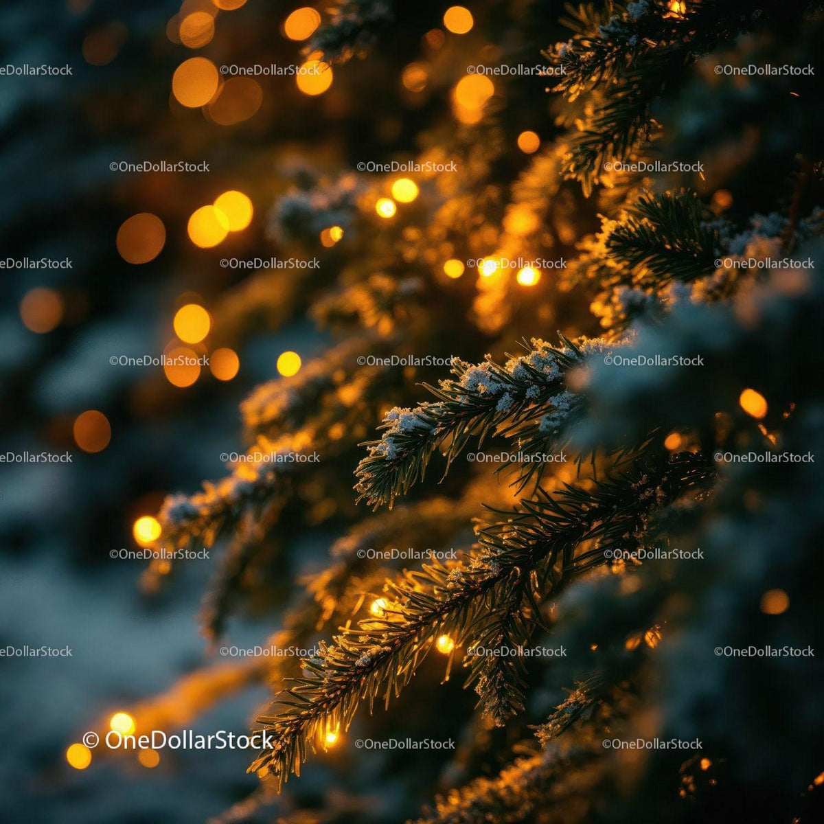 Snow Dusting Pine Branches with Warm Holiday Lights